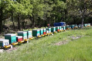 El manejo de las masas vegetales como vía para mejorar la apicultura
