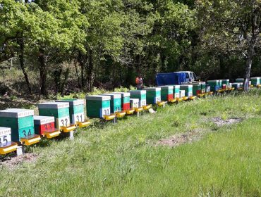 El manejo de las masas vegetales como vía para mejorar la apicultura