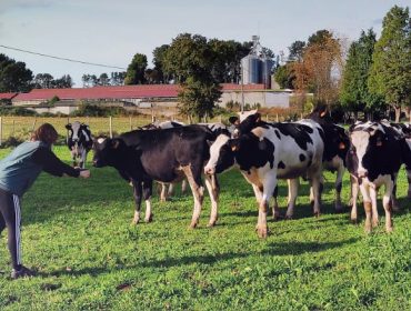 Curso sobre mejora de los rendimientos del ganado vacuno en ecológico a través de la alimentación
