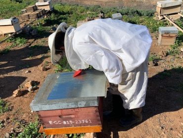 Nuevas alternativas para combatir la varroa en el colmenar