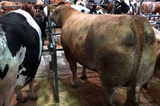 Vaca de récord en Silleda este martes, vendida por más de 4.400 euros