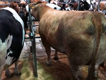 Vaca de récord en Silleda este martes, vendida por más de 4.400 euros