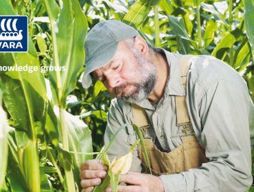 Yara Mila Actyva:  El abonado idóneo para un buen desarrollo del maíz