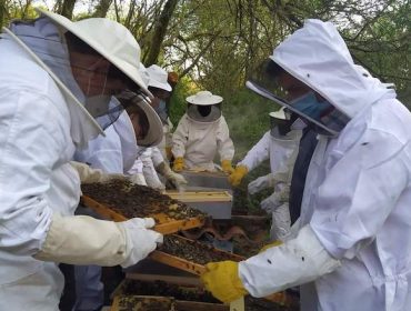 Selección genética de la abeja gallega, colmenas más resistentes a enfermedades, productivas y mansas