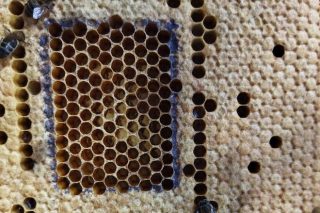Jornadas de formación sobre el uso cosmético de la cera de abeja