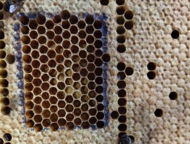 Jornadas de formación sobre el uso cosmético de la cera de abeja