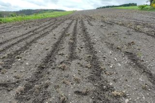 Agromuralla advierte de importantes daños provocados «por la plaga de los jabalíes» en las tierras del maíz