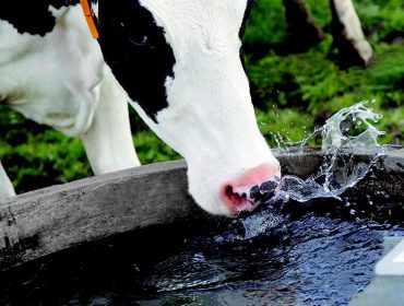 ¿Cuál es la huella de carbono y la huella hídrica de producir un litro de leche en Galicia?