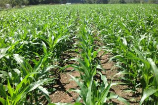 Quantis®, el nuevo escudo antiestrés de Syngenta para proteger el maíz frente a la sequía y el frío