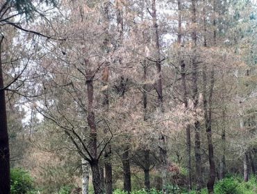 Tratadas más de 2.400 hectáreas de pino contra los hongos de las bandas en montes de Lugo