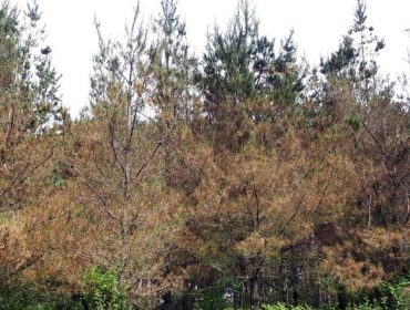 Las bandas de pino en Galicia: Tratamiento y perspectivas de la evolución