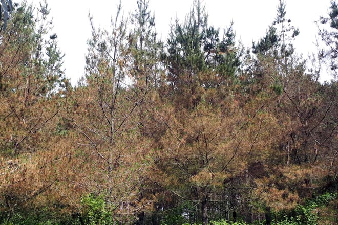Las bandas de pino en Galicia: tratamiento y perspectivas de la evolución