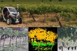 Terras Gauda participa en un proyecto europeo para robotizar parte de los trabajos en la viña