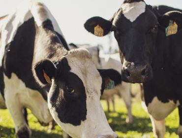 ‘Únicla Cero Emisiones’, primera leche que compensa la huella de carbono asociada a su proceso productivo