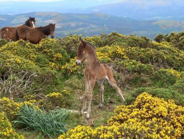 Actividad de sensibilización sobre los caballos en Sabucedo