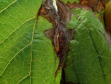Recomiendan proteger las viñas contra la botritis tras los daños de las fuertes lluvias