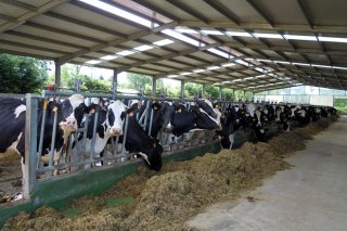 Un estudio del Ministerio sitúa los costes de producción de leche en 0,35 euros el litro