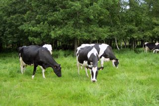 Cursos sobre producción de forrajes y alimentación del ganado en Monforte