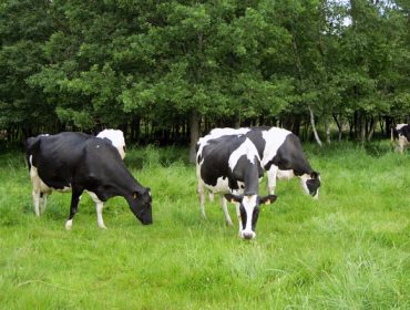 Curso sobre gestión de los costes de producción en las ganaderías de vacuno de leche