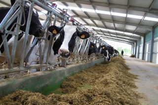 La mayoría de las explotaciones lácteas lograron mantener en 2021 su margen de beneficio gracias a una mayor eficiencia