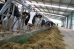 GANDERIA ZAPATEIRO SC (Sobrado) racion vacas producion
