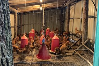 Investigan sobre el aporte del bagazo de cerveza en la alimentación de pollos