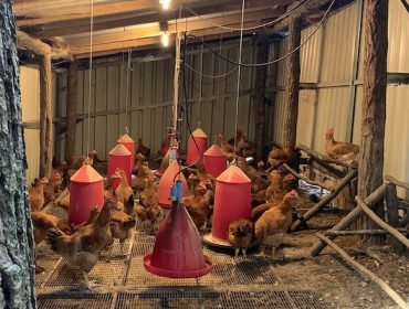 Investigan sobre el aporte del bagazo de cerveza en la alimentación de pollos