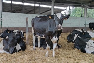 Cae un 1,3% interanual el censo de vacas de leche en España y un 2,3% el de novillas