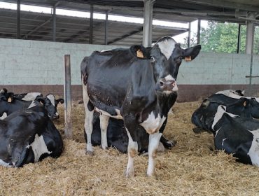 Claves para el manejo de las vacas secas en las ganaderías de vacuno de leche