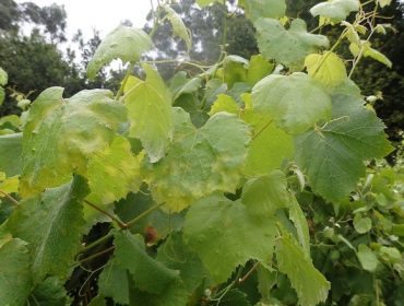 Aviso fitosanitario por el riesgo alto de mildiu en los viñedos