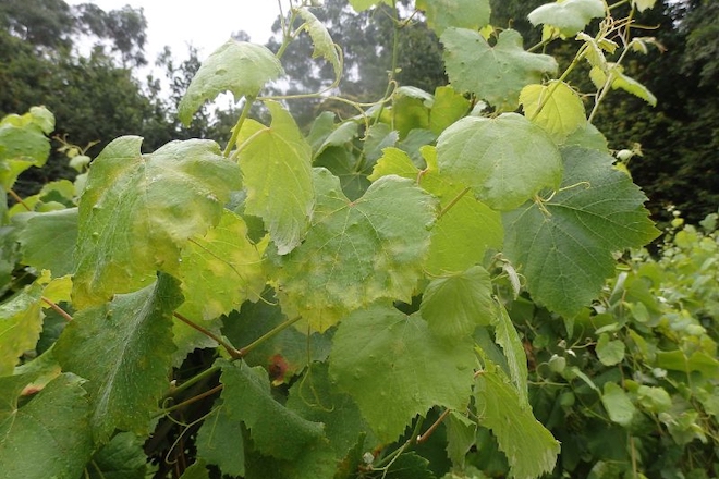 Aviso fitosanitario por el riesgo alto de mildiu en los viñedos