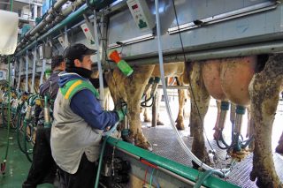 El Gobierno dará 169 millones de euros en ayudas directas a las ganaderías de leche