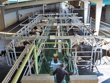 Consejos para mejorar el tiempo que esperan las vacas en el ordeño