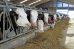 GANADERIA MILHOMBRES (Navia) vacas producion Procross