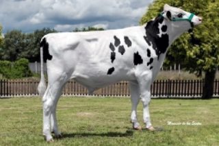 Listado actualizado de los mejores toros Holstein: Pruebas de CONAFE de junio