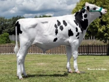 Listado actualizado de los mejores toros Holstein: Pruebas de CONAFE de junio