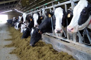 Curso en Monforte de Lemos sobre gestión de las ganaderías de vacuno de leche