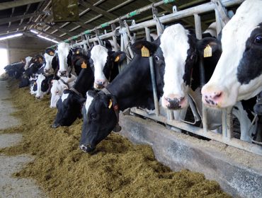 El precio de la leche se situó en Galicia en febrero en 36,6 céntimos