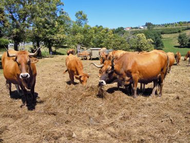 Las ganaderías gallegas apenas se beneficiarán de las ayudas del Gobierno central por la sequía