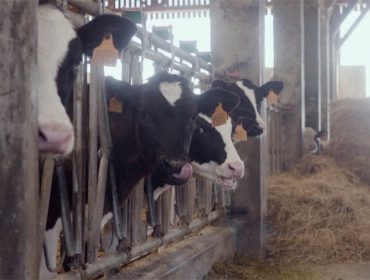 ¿Cómo combinar el desarrollo de las granjas de leche con una mayor sostenibilidad ecológica?