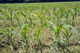 Claves para el control de la juncia y del amaranto en el maíz