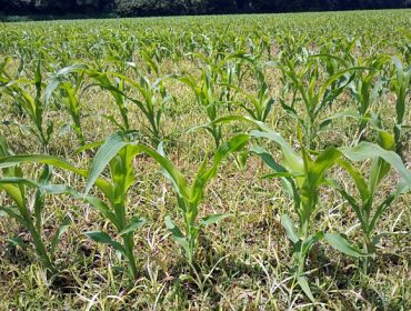 Claves para el control de la juncia y del amaranto en el maíz