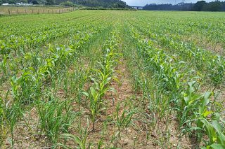 Campaña de maíz: retraso en el crecimiento por el frío y la lluvia y problemas con las malas hierbas