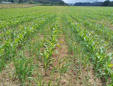 Campaña de maíz: retraso en el crecimiento por el frío y la lluvia y problemas con las malas hierbas