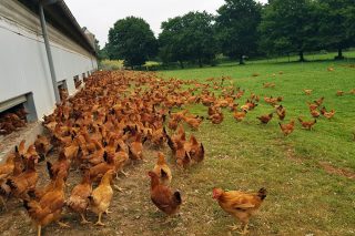 Jornadas de formación en Sarria y Castro de Rei sobre bioseguridad en las granjas avícolas