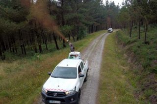 La Fundación Arume inicia el tratamiento de pinares de la provincia de Lugo afectados por las enfermedades de las bandas