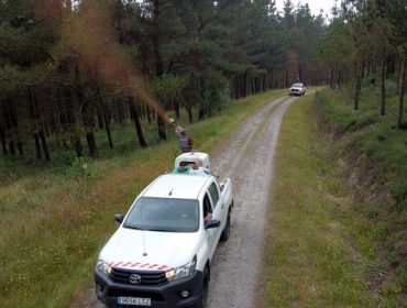 La Fundación Arume inicia el tratamiento de pinares de la provincia de Lugo afectados por las enfermedades de las bandas