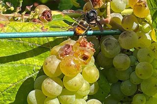 Comienzan los primeros daños de la avispa asiática en los viñedos de Pontevedra