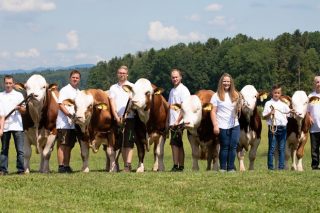 Ganadería Sitka: Así trabajan los mejores criadores de ganado Fleckvieh de Austria