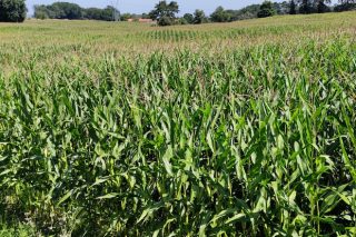 Jornada sobre las variedades comerciales de maíz forrajero en Galicia